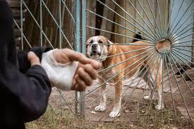 Legal Procedures and Essential Steps Following a Dog Bite Incident