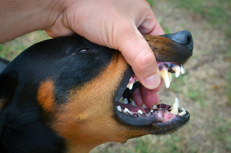 Medical Costs After a Dog Bite Injury: What Victims Should Expect