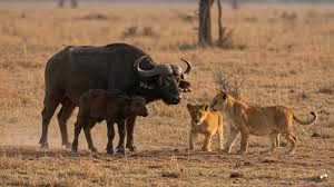 Injured in Buffalo? Get Powerful Legal Help Today