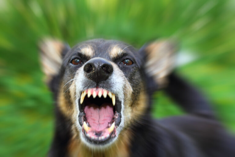 What Travelers Should Know About Dog Bite Liability in Atlanta