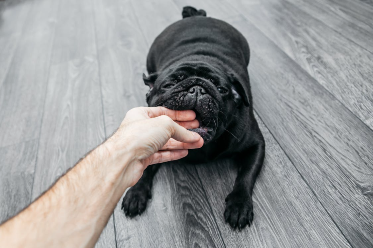 Understanding Florida Dog Bite Laws and Liability in Orlando